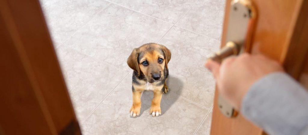 Ein Hund kommt ins Haus Chekliste - Hunde Erstausstattung