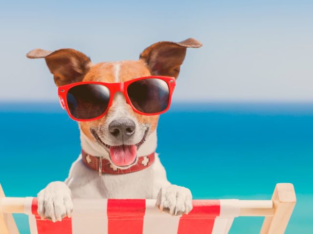 In den Urlaub mit dem Hund fahren - Checkliste