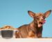 Der Anti Schling Napf: Wie man den Hund sinnvoll vom Verschlucken abhalten kann